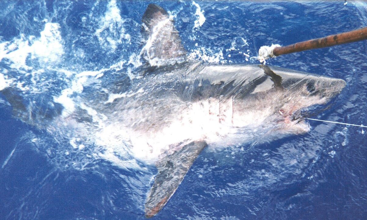 ‘Shocking discovery’ of shark on Idaho river – was it a joke?