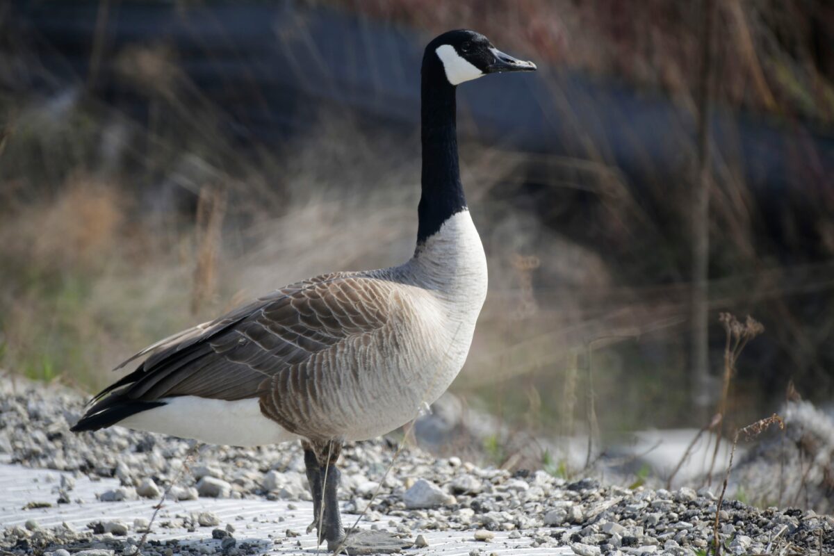 Man charged with killing Canada Goose with golf club on New York course