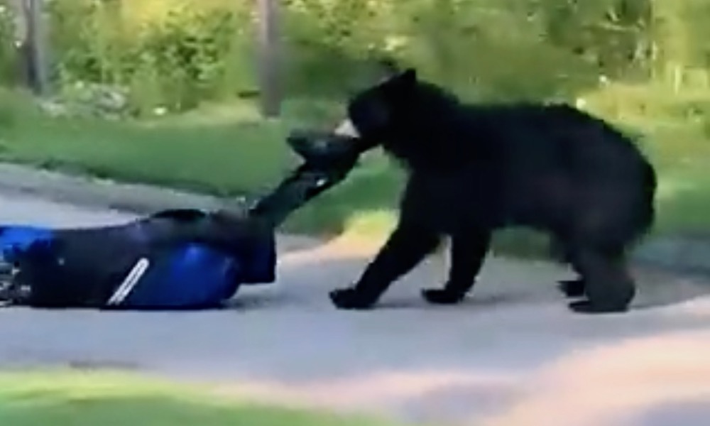 Watch: Golfer chases after bear that stole his golf bag from cart