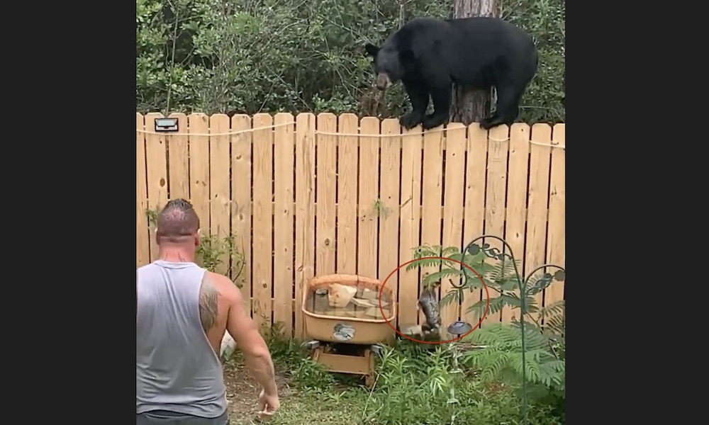Watch: Man and pet Yorkie face down intruding black bear