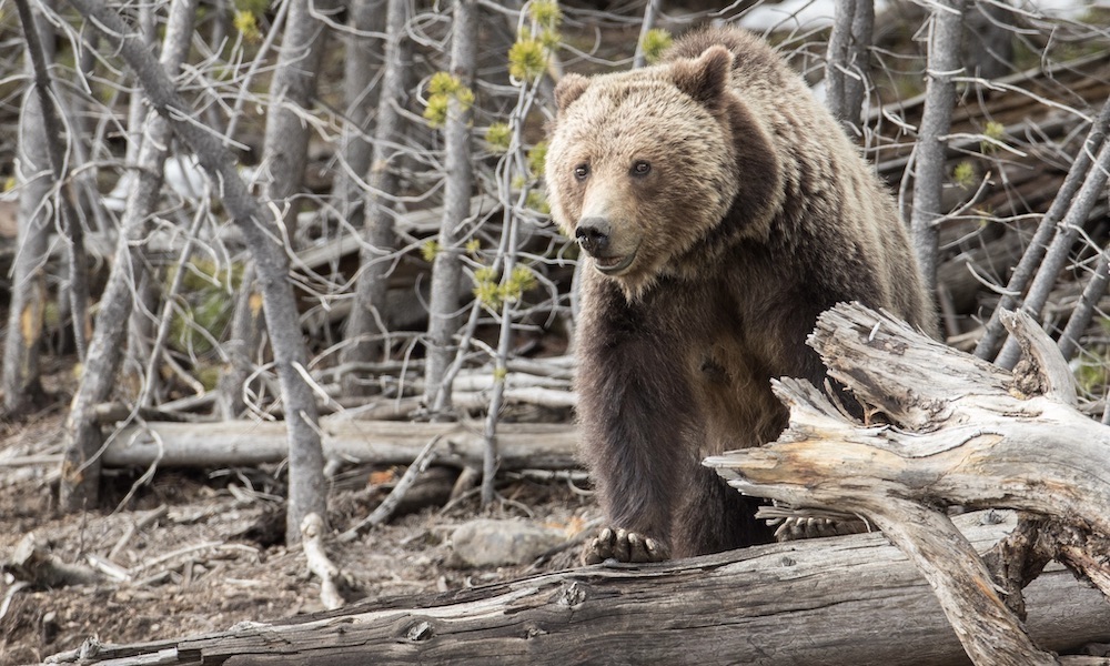 Problem grizzly bear relocated near Yellowstone National Park