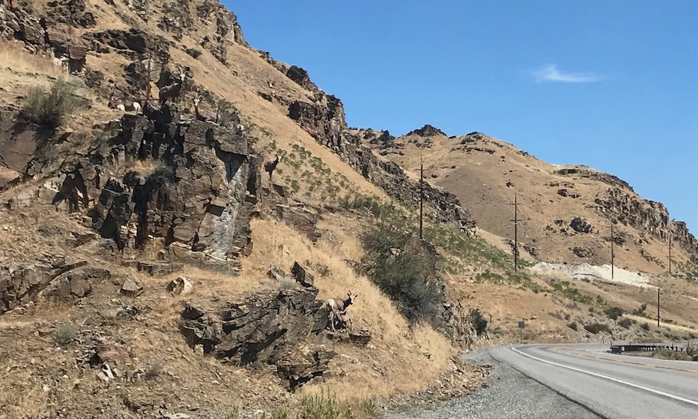 Can you spot the nine bighorn sheep along the road? One is nursing