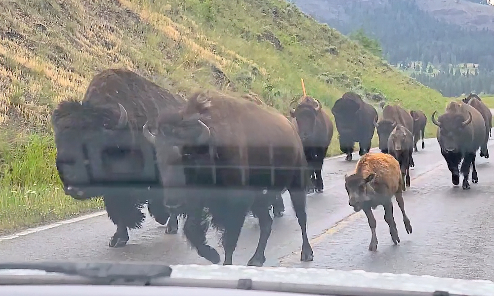 Watch: Yellowstone tourists face down 200 stampeding bison