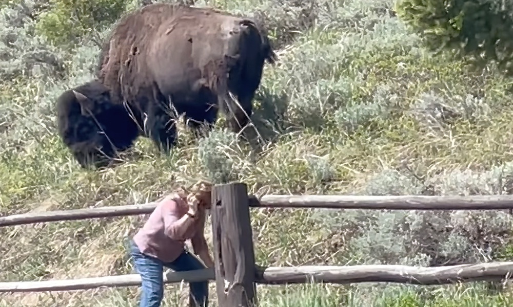 Yellowstone tourist sneaks past bison; would you react differently?