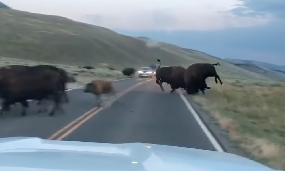 Watch: Awesome power on display during Yellowstone bison rut
