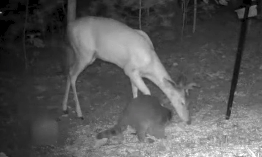 Watch: Deer nearly jumps out of its skin when scared by raccoon