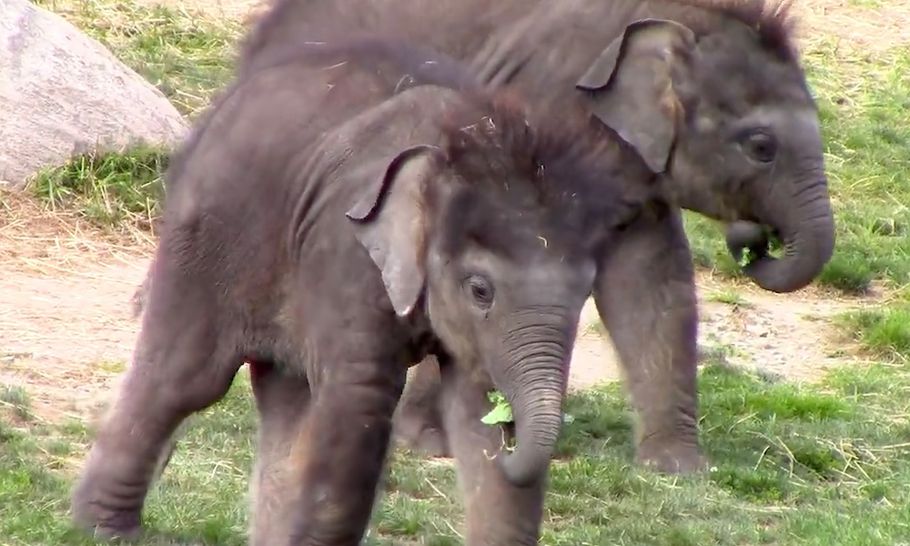 Twin baby elephants fight over vegetables in adorable video