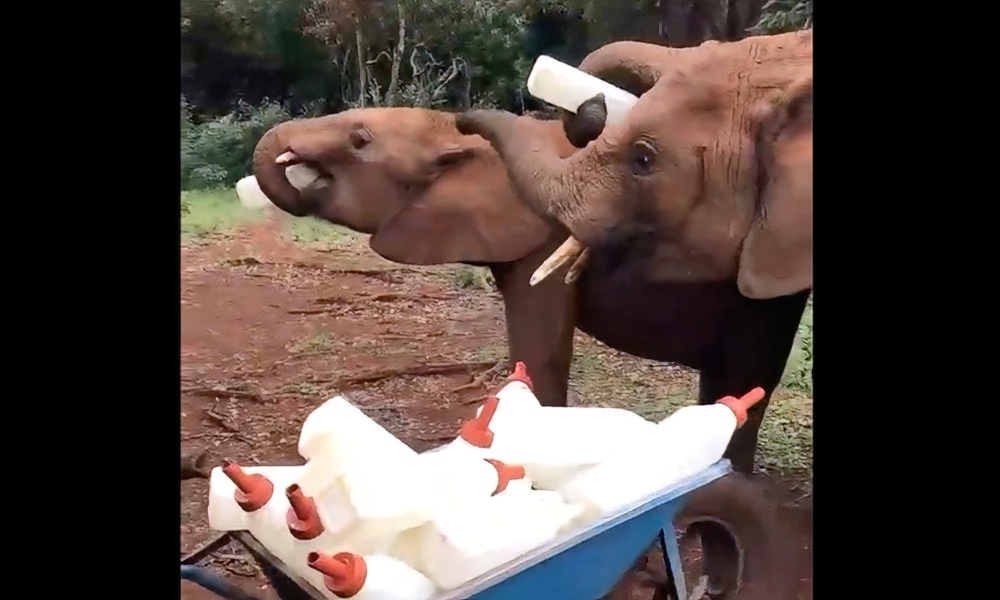 Orphaned elephants’ adorable ‘milk heist’ caught on camera