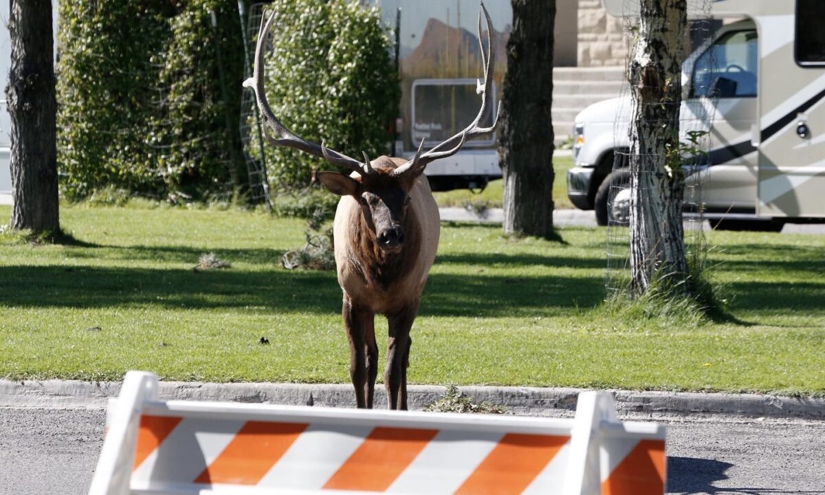 Watch: Bull elk has last laugh after being taunted by motorist