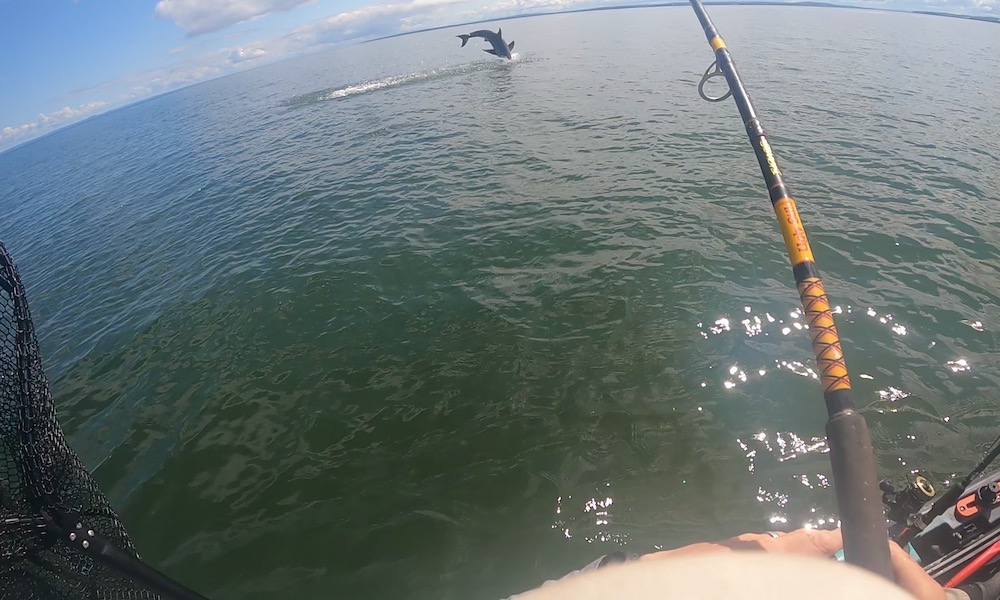 Watch: Kayak fisherman unknowingly hooks into a great white shark