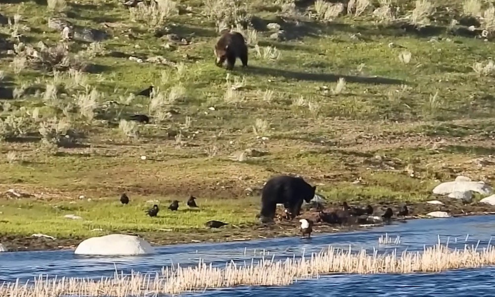 Closest thing to a black bear vs. grizzly fight unfolds at Yellowstone