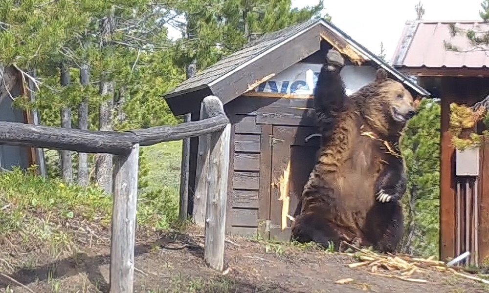 Massive grizzly bear in for a shock during next back scratch