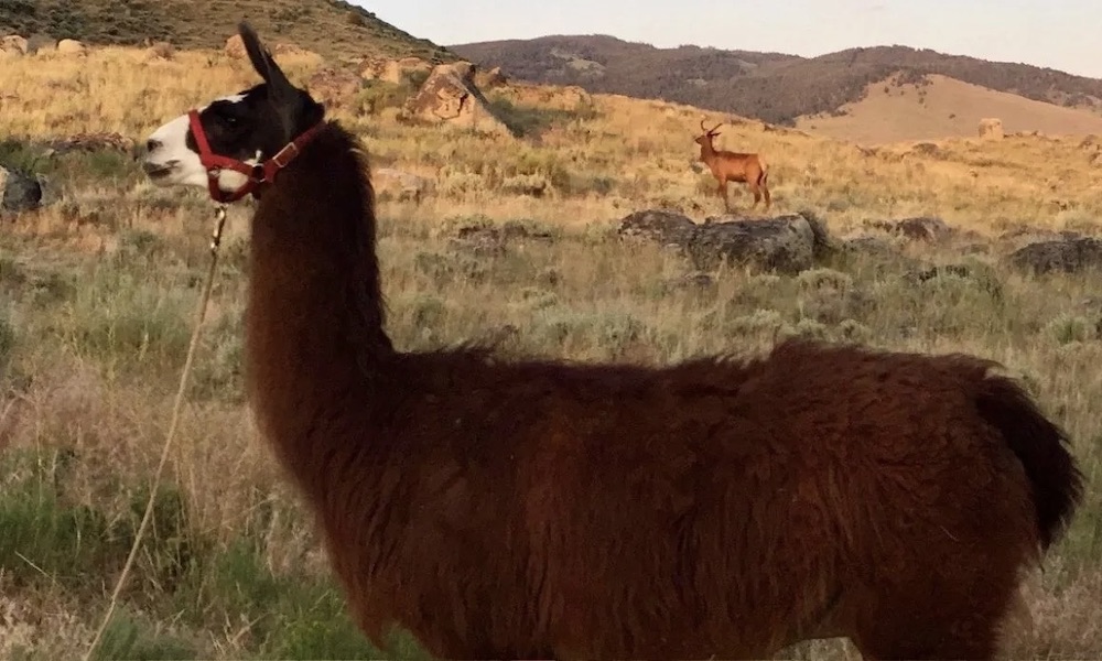 Llama loose in Yellowstone after being spooked by bison