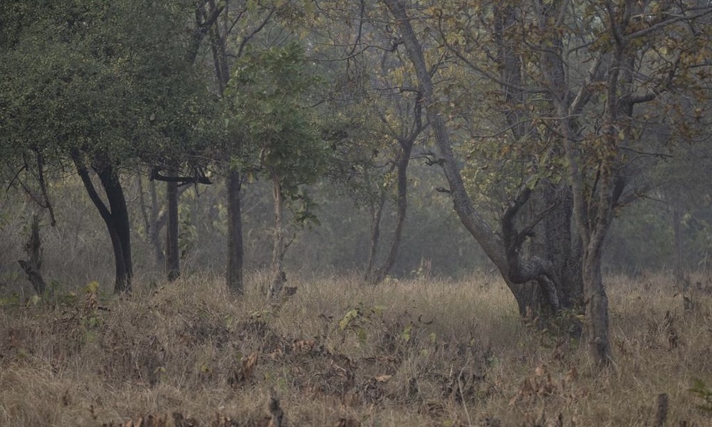 Can you spot the leopard hiding in the Indian forest?