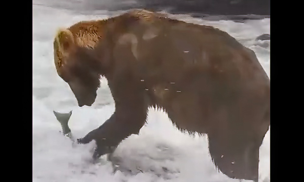 Huge relief as beloved bear Otis eats 100 lbs of salmon in 3 days