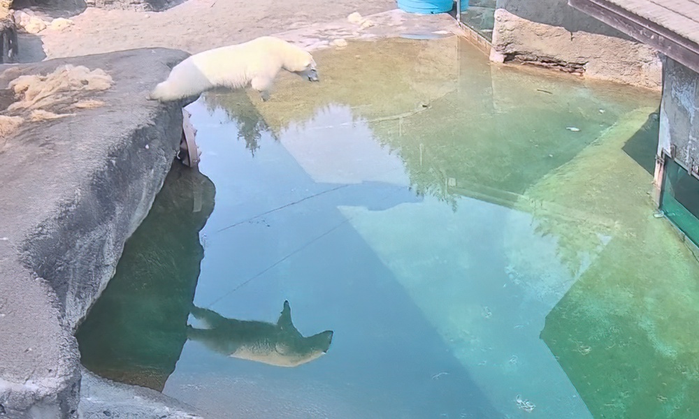 ‘Ultimate polar bear plunge’ finally accomplished at Tacoma zoo