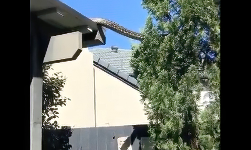 ‘Huge, huge’ python shown slithering from rooftop to treetop