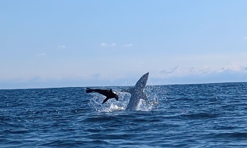 Watch: Kayak angler at center of epic battle between shark, seal