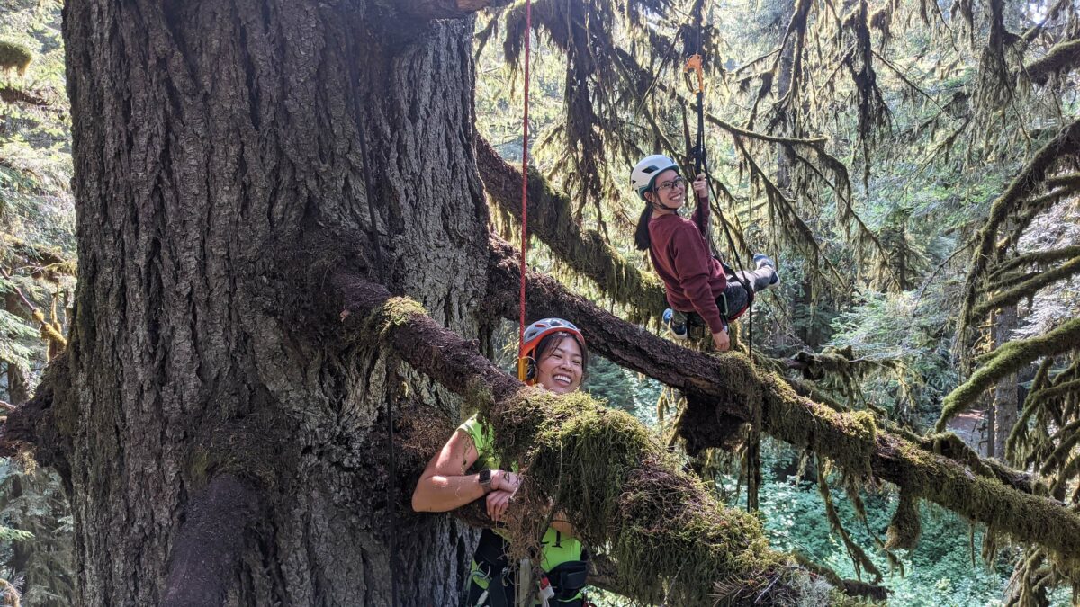 In Oregon, you can climb a 300 foot tree — and even sleep in it!