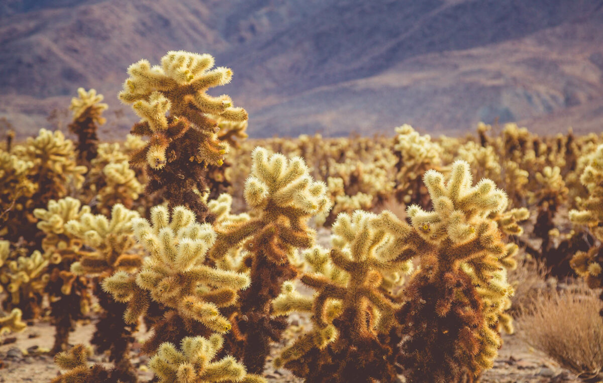 5 things to know before visiting Joshua Tree’s Cholla Cactus Garden