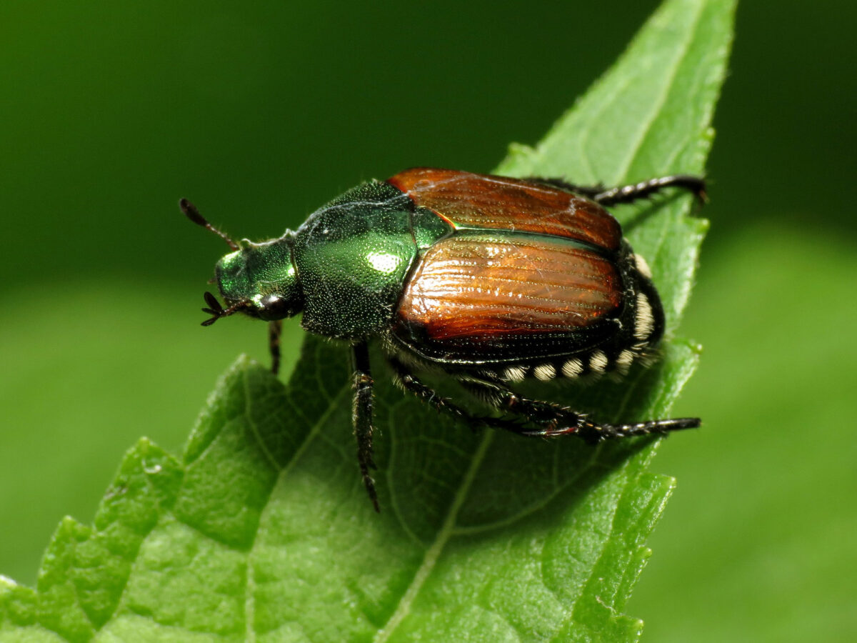 Keep your garden safe by weeding out these pesky bugs