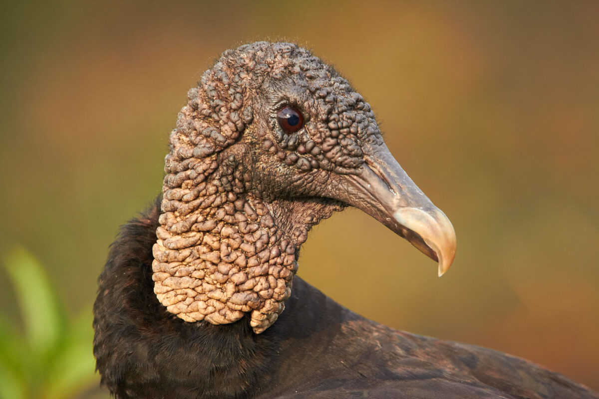 10 vulture fun facts for International Vulture Awareness Day