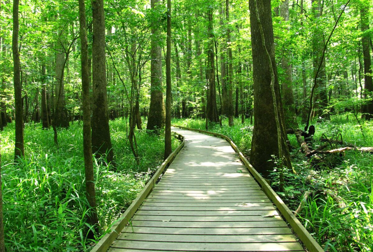 Peer into the fascinating forests of Congaree National Park