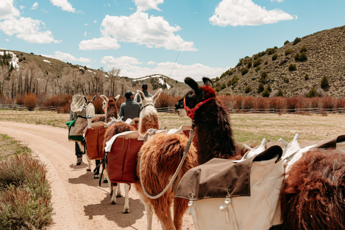 Hike with llamas and do goat yoga at this charming Wyoming ranch