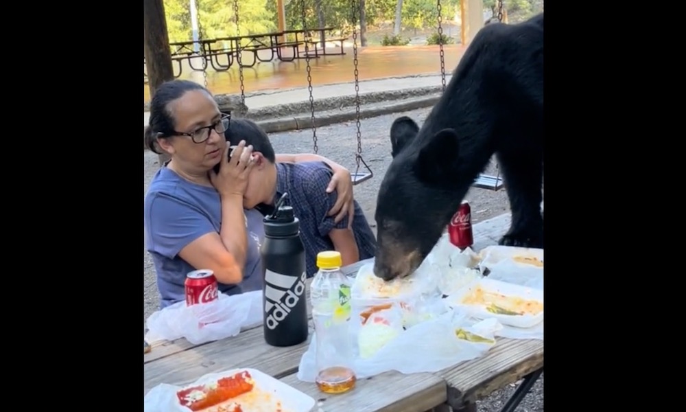 Watch: Bear devours food on table inches from calm picnickers