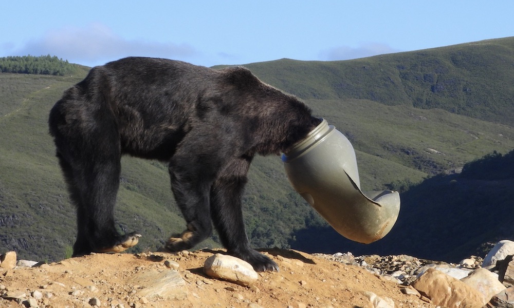 Bear with head stuck in plastic drum quickly rescued in Spain