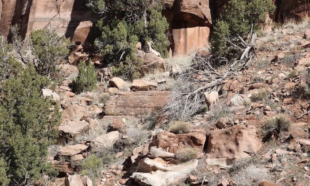 Bighorn sheep in Zion – how many can you spot in this photo?