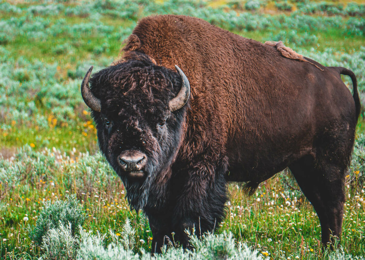 5 places in the US where you can see wild bison