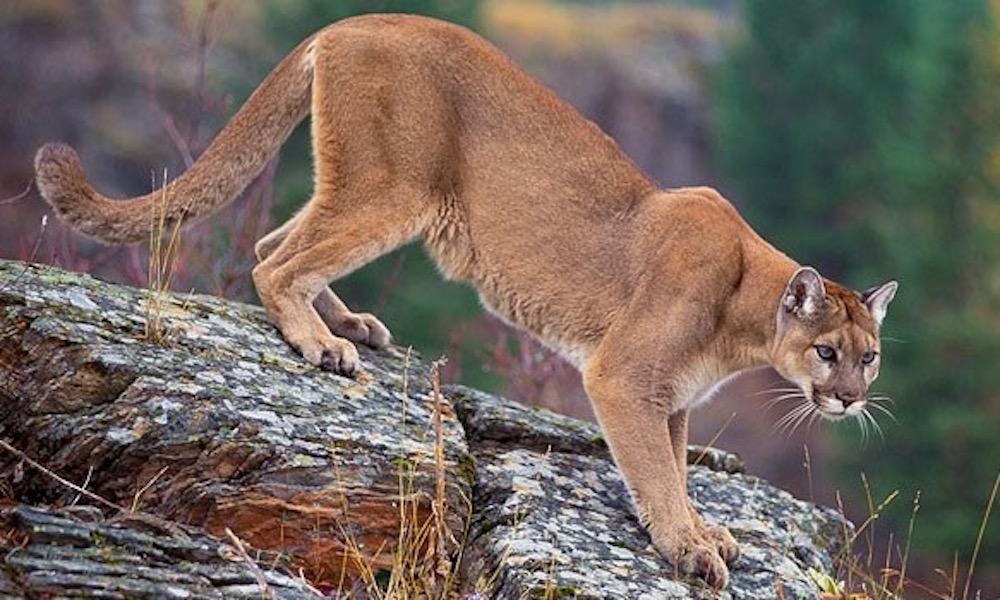Fearing cougars, family exits disabled car, hides in nearby bushes