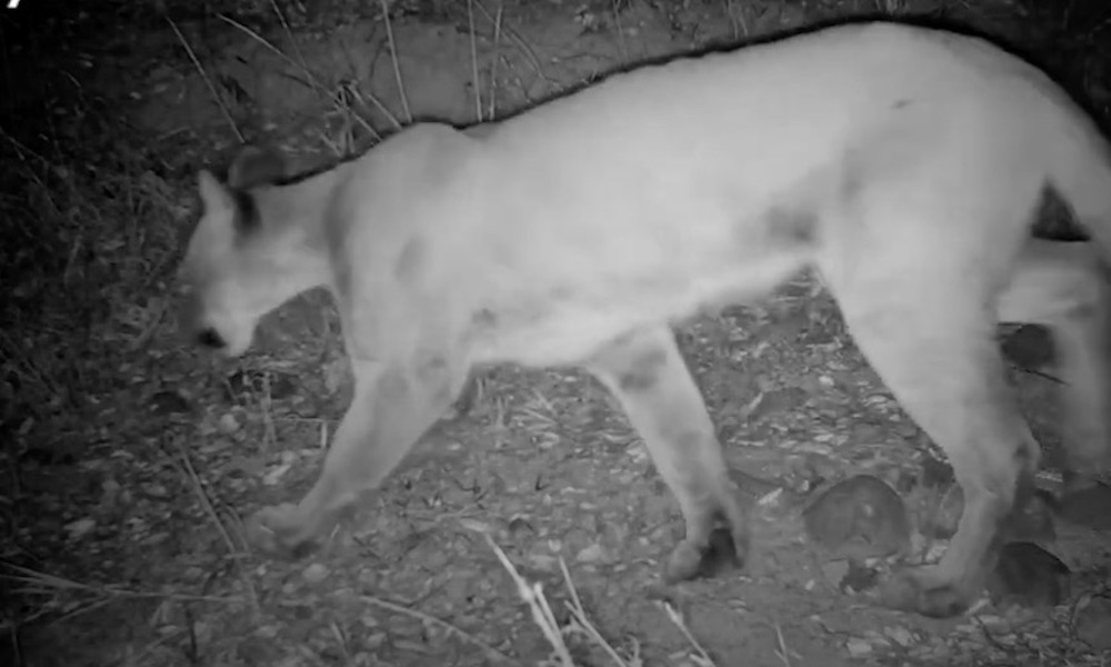 Coyote no match for stealthy cougar, as trail-cam footage shows