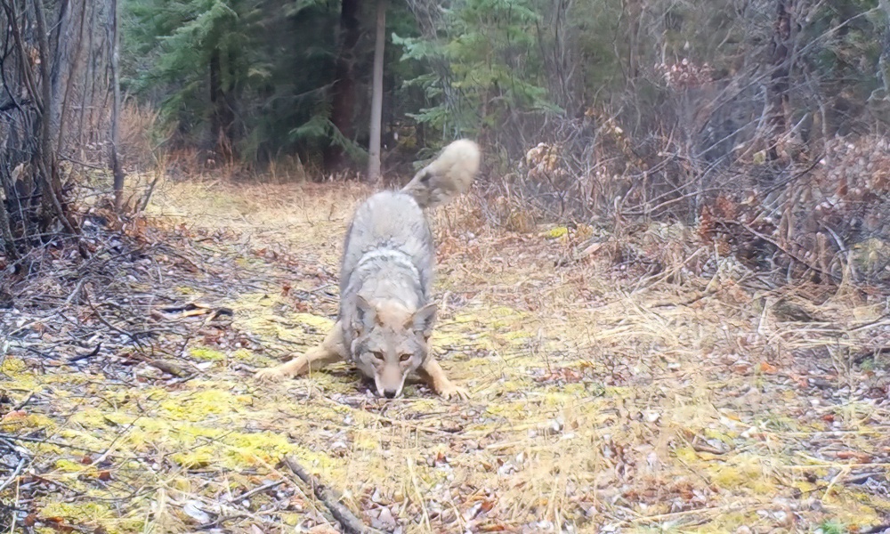 Watch: Coyote freaks out in presence of trail camera