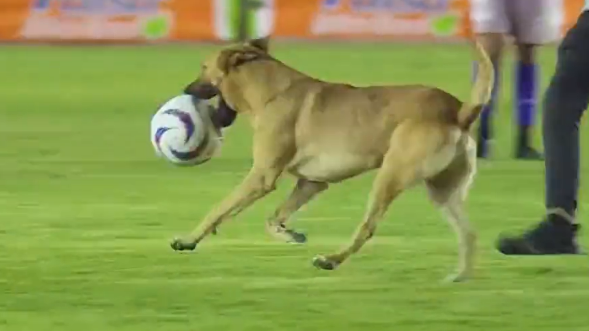 Dog on the field! Match in Mexico blessed by excellent canine