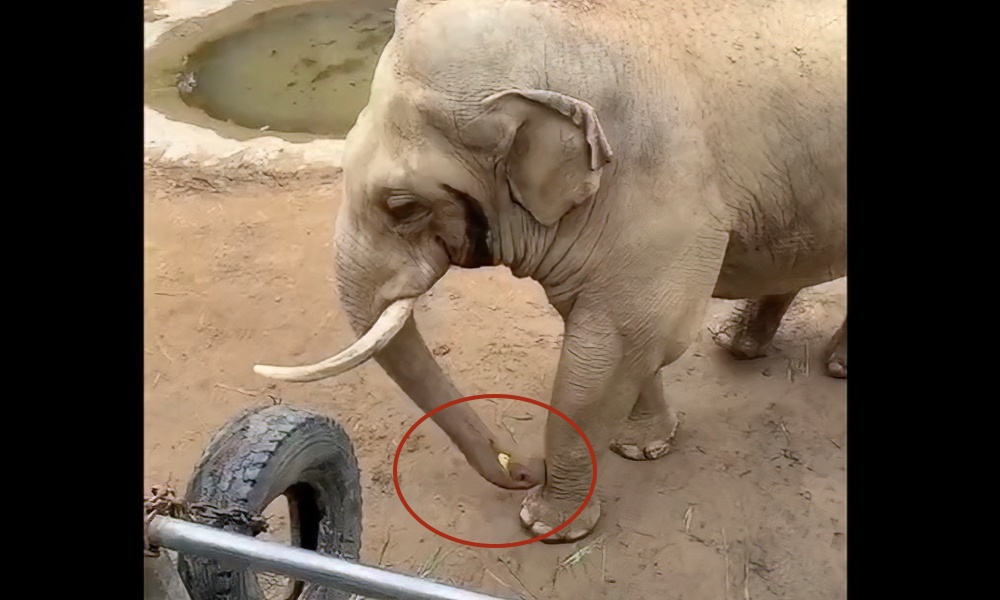 Watch: ‘Compassionate’ elephant returns shoe dropped by child