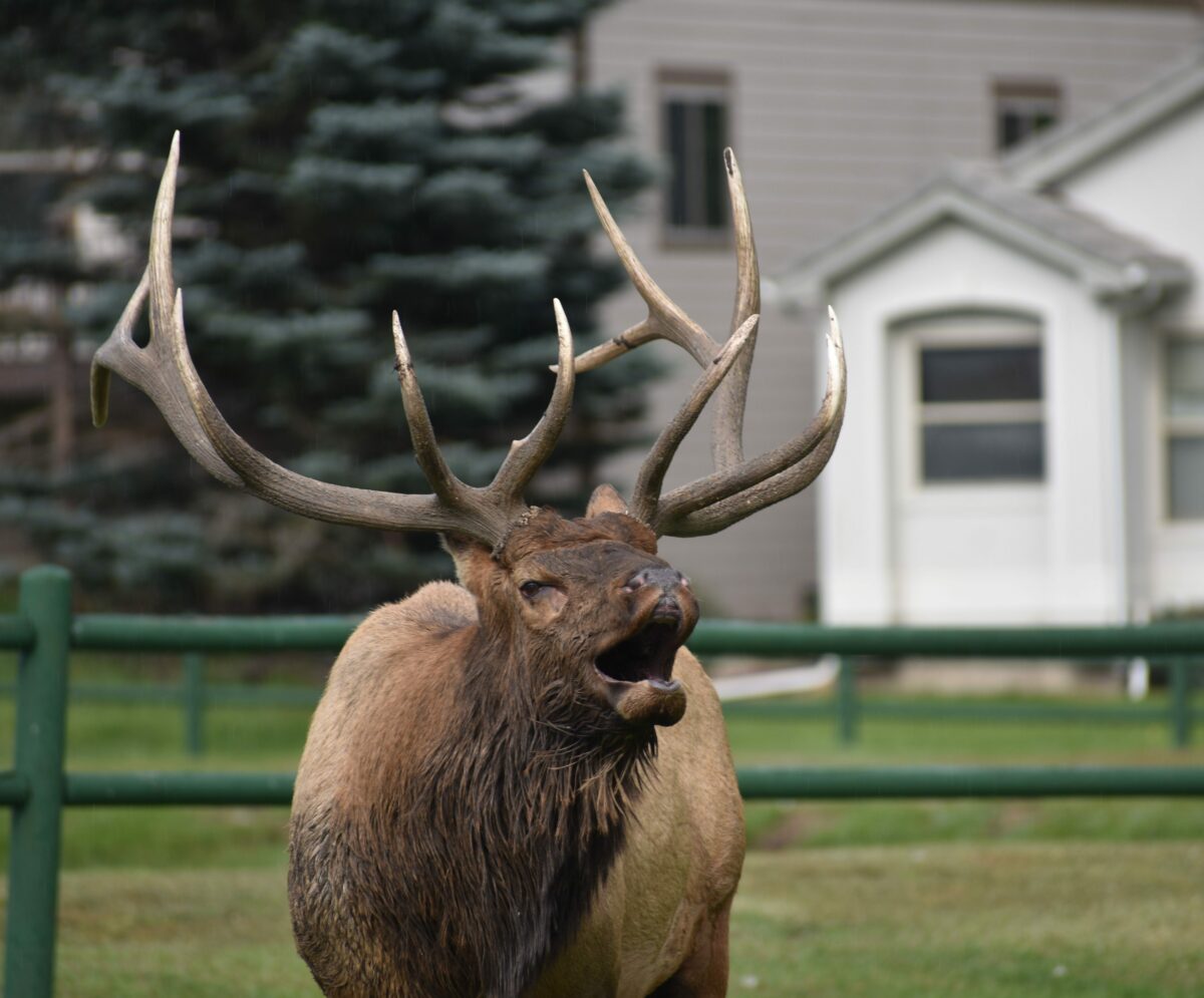 Check out the elk hanging around this Colorado golf course