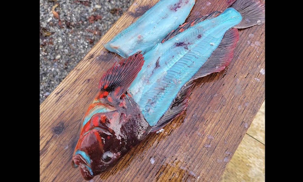 Angler lands fish with vivid blue flesh – would you try it?