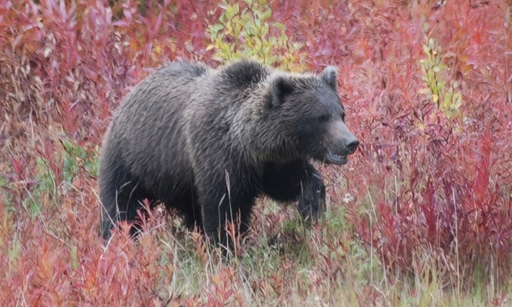 Idaho elk hunters latest to kill protected grizzly bear