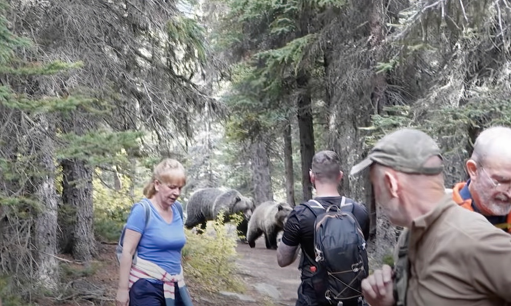 ‘Intense’ moments as grizzly bears stalk hikers in Banff