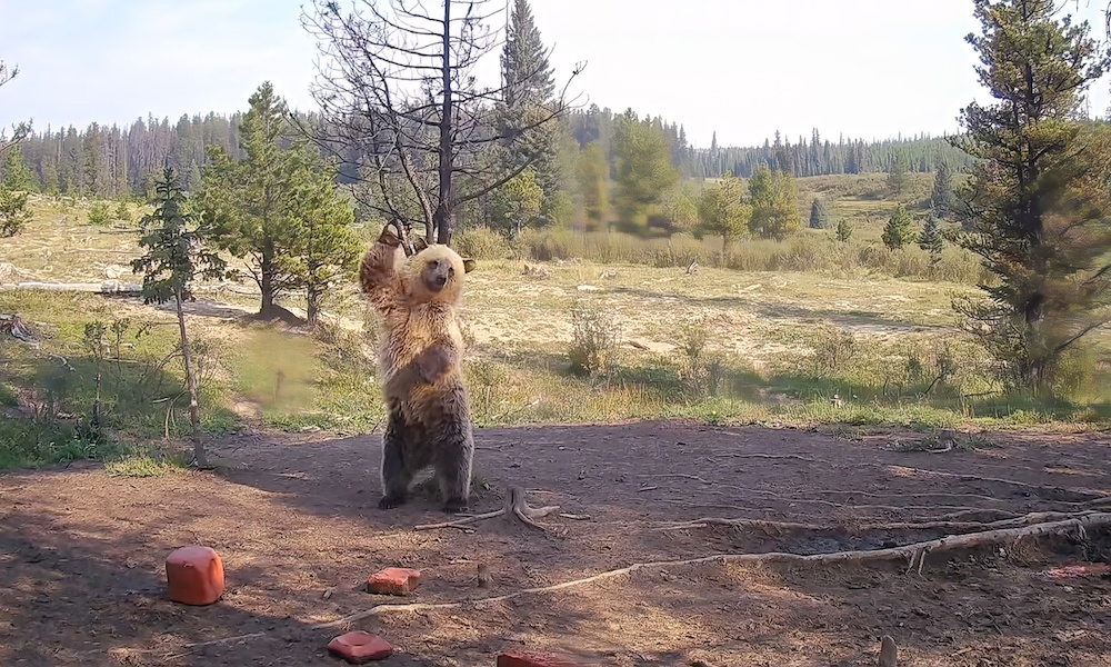 Watch: Suspenseful grizzly bear approach features comical twist