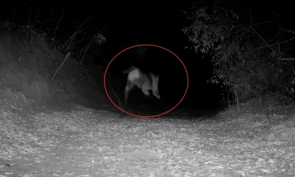 Cougar pursues coyote past trail camera, audio reveals likely result