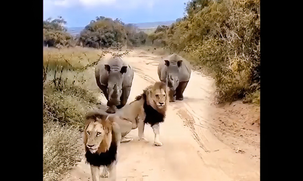 Footage shows that lions, tigers aren’t always kings of beasts