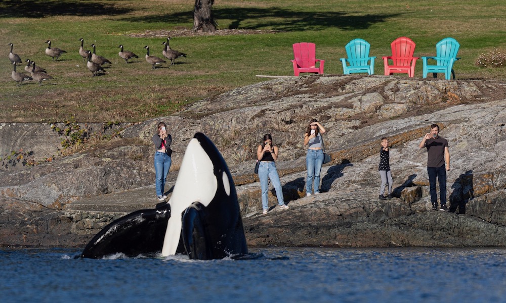 Strangers in amazing orca photo tracked down by photographer