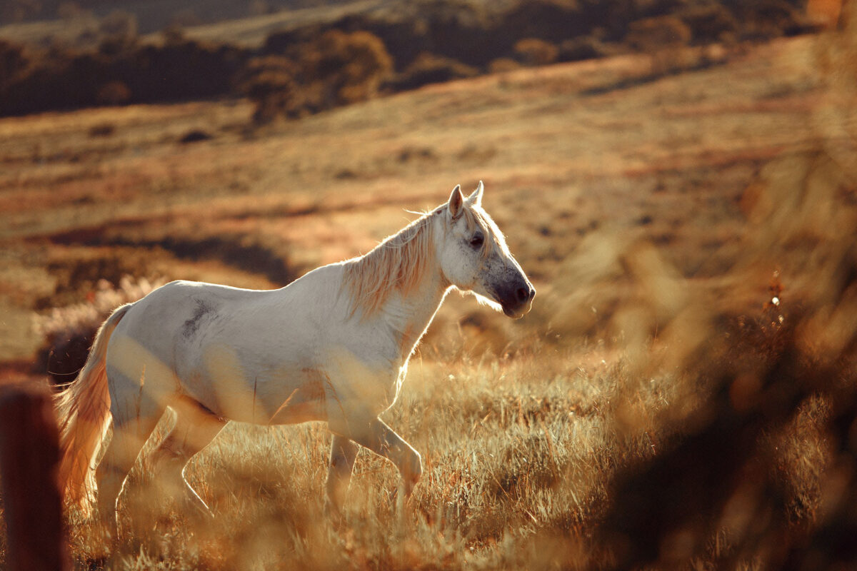 Weird and wild horse facts that you won’t believe are real