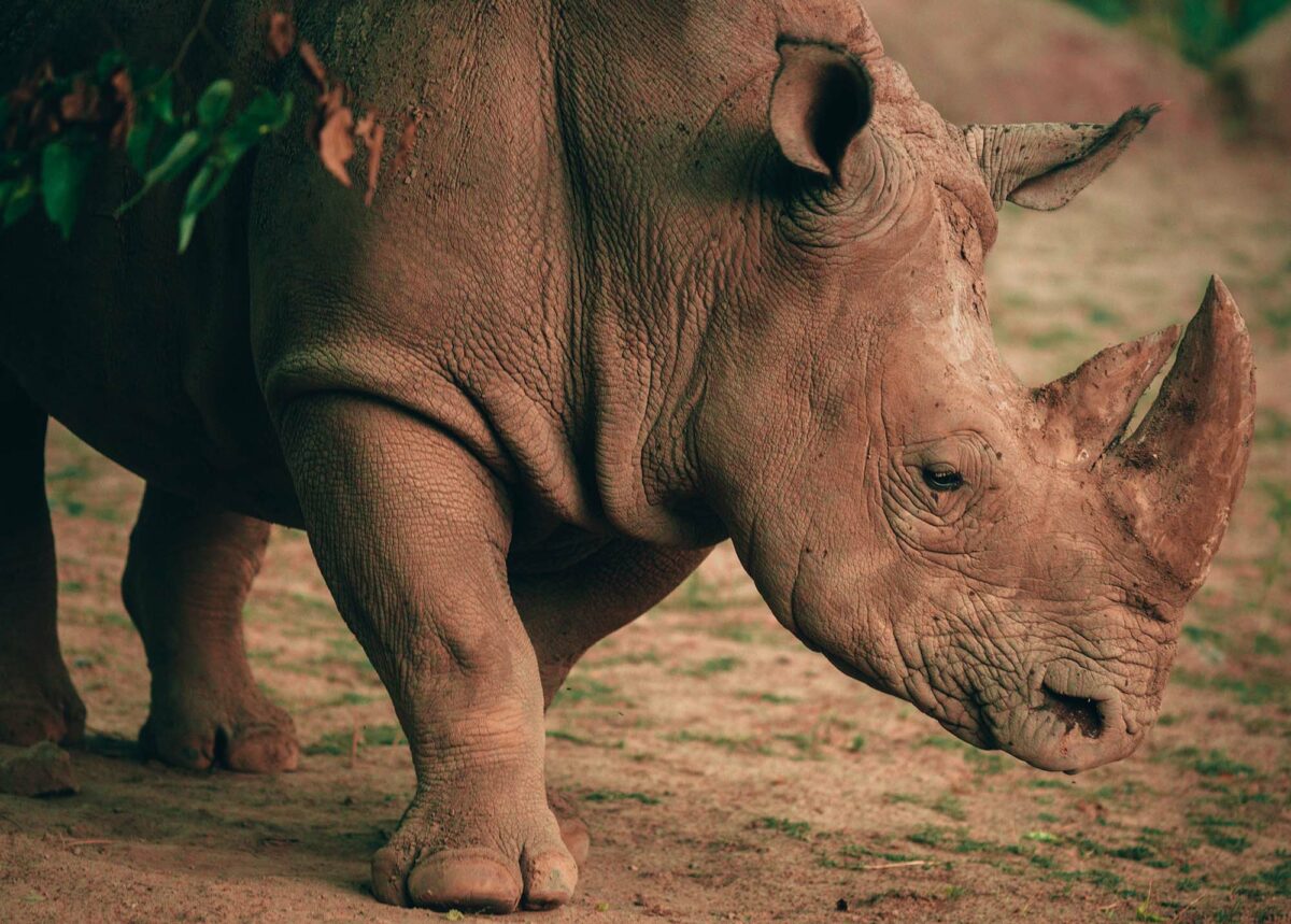 Celebrate World Rhino Day with these 5 cool rhino facts