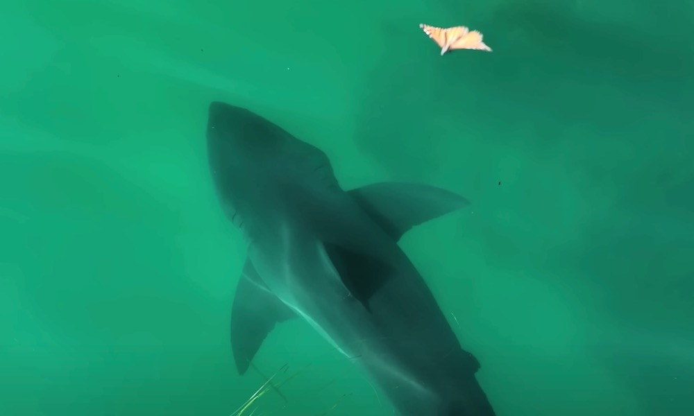 Watch: Seal pesters shark, and a shark shares time with a butterfly