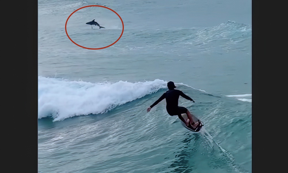 Shark upstages surfer with perfect ‘el rollo’ just beyond lineup