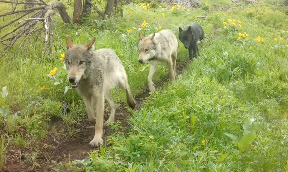 ‘Elusive’ Yellowstone wolf pack reacts to trail cam